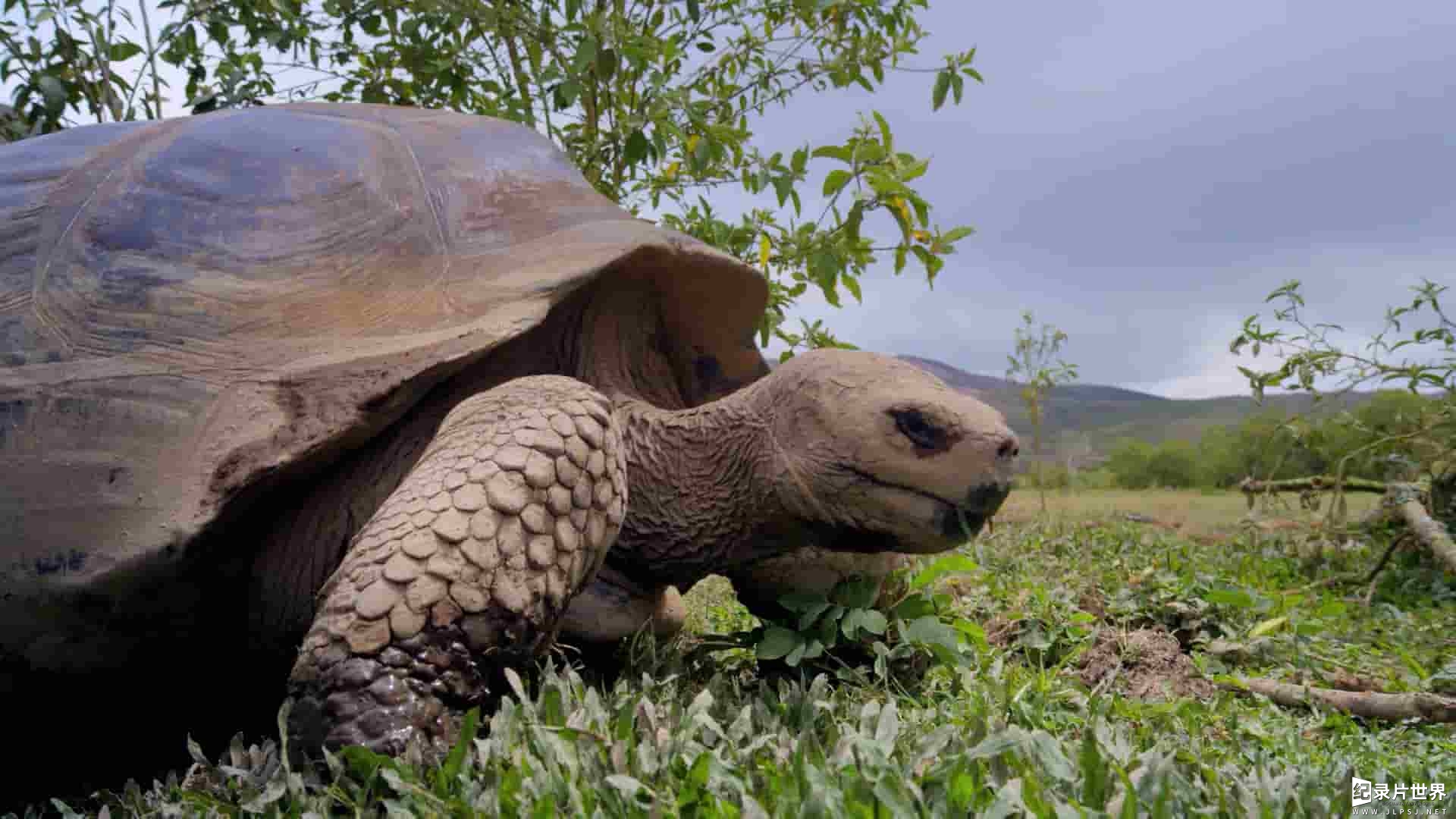 ABC纪录片《与大卫·爱登堡畅游加拉帕戈斯群岛 Galapagos with David Attenborough》全3集