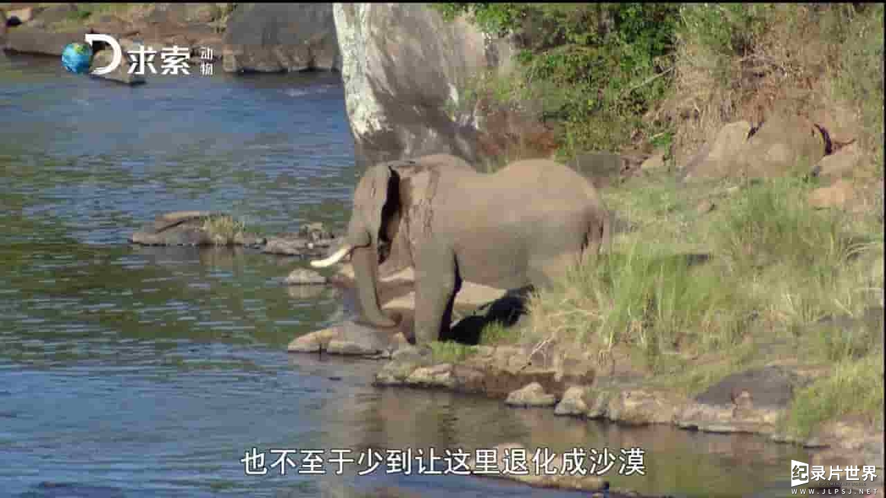 探索频道《动物求生之道 The Animals’ Guide to Survival 》全7集