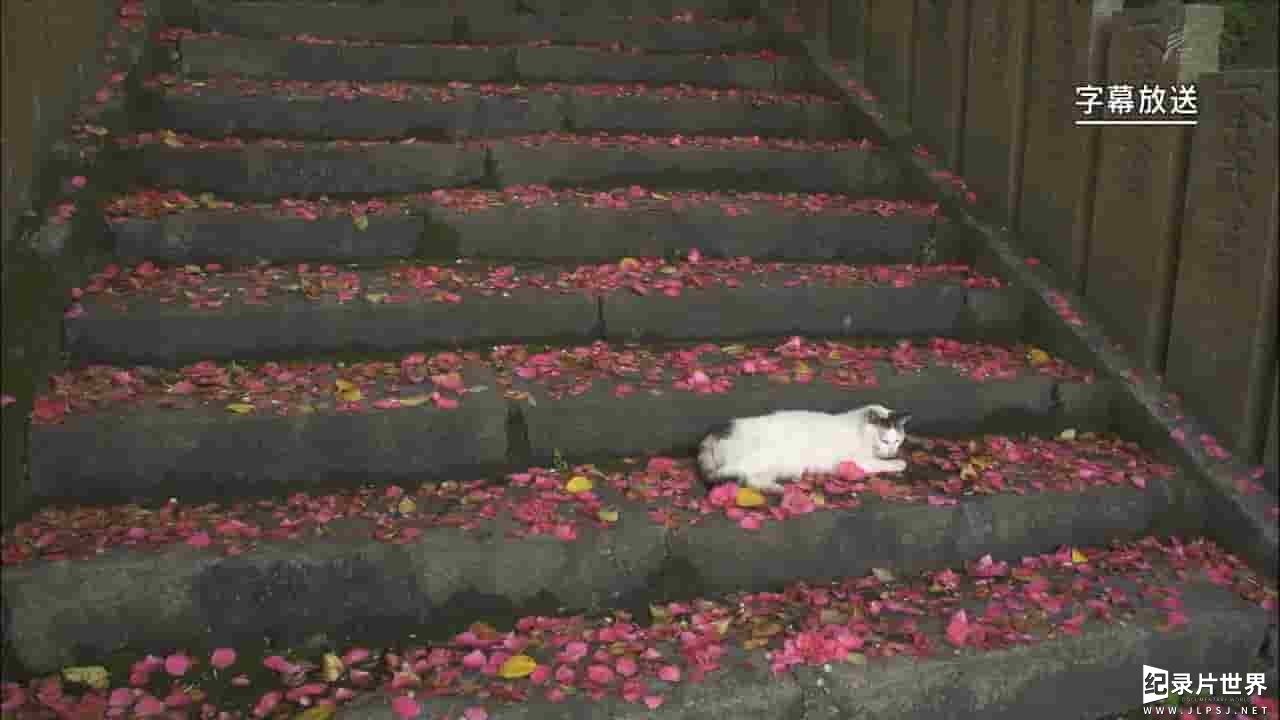 NHK纪录片《岩合光昭的猫步走世界》全39集 