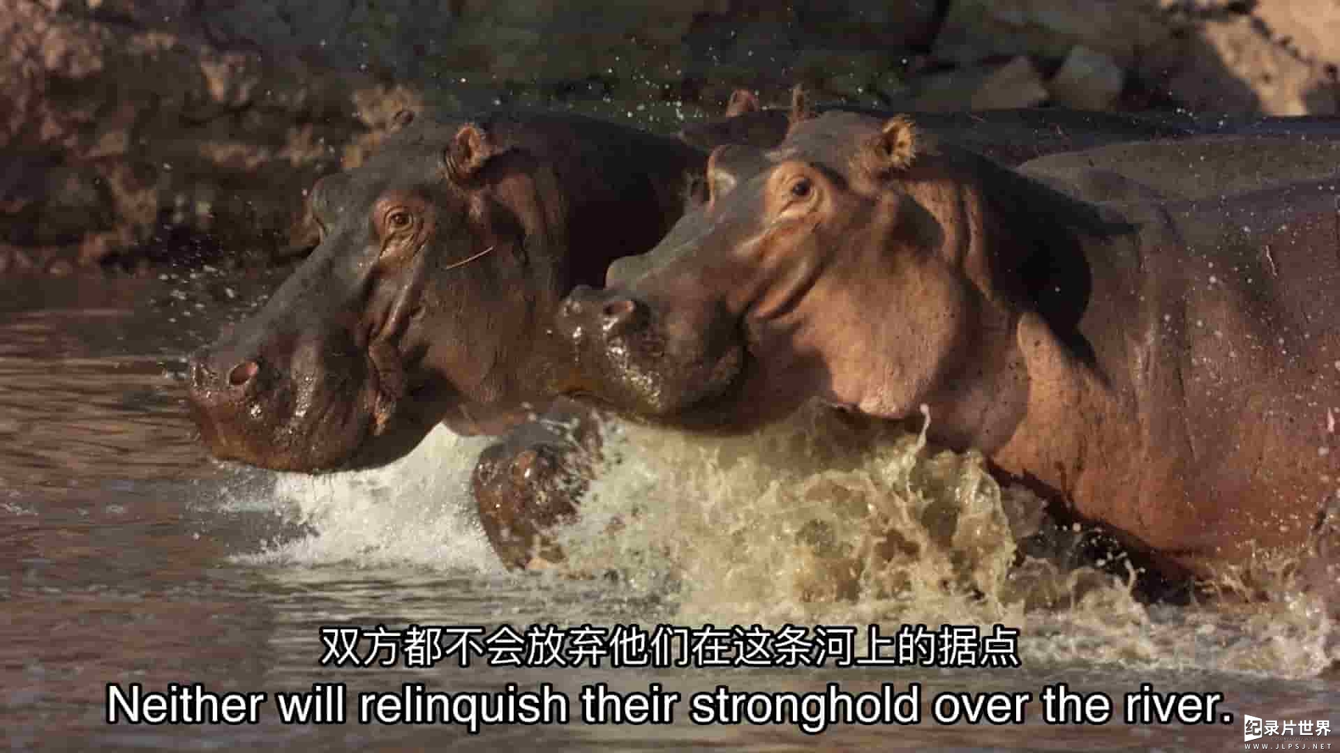 国家地理《河马与鳄鱼 Hippo vs Croc 2014》全1集 