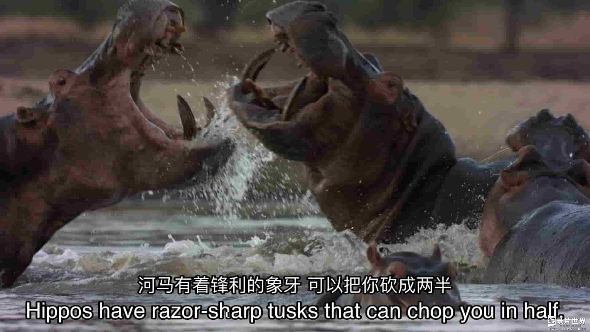 国家地理《河马与鳄鱼 Hippo vs Croc 2014》全1集 