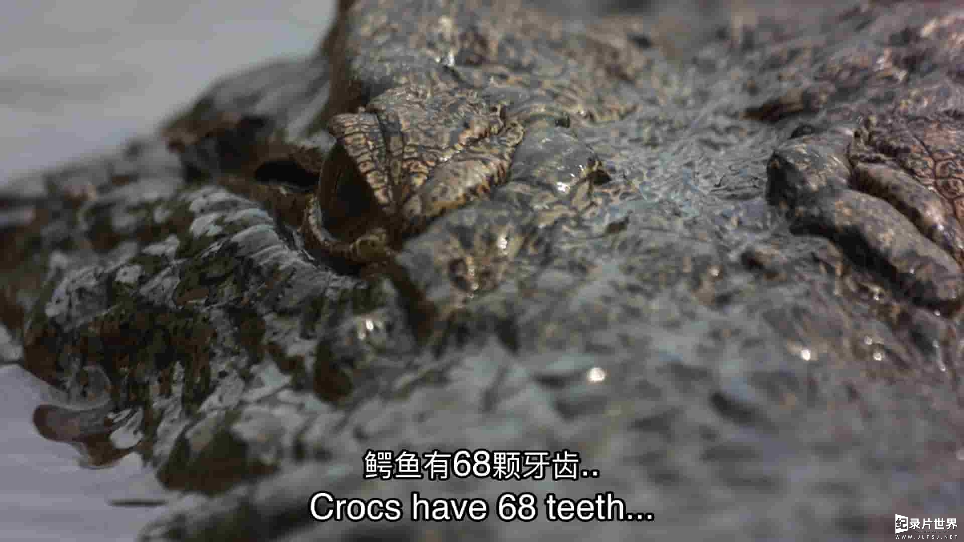 国家地理《河马与鳄鱼 Hippo vs Croc 2014》全1集 