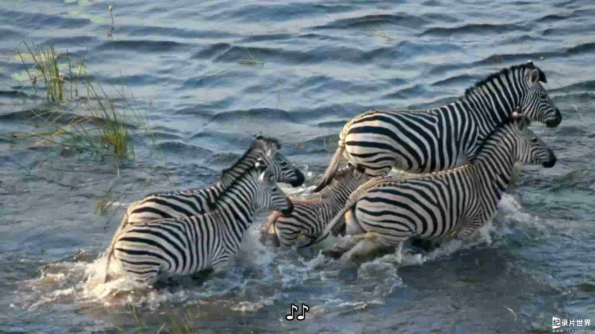 PBS纪录片《奥卡万戈：梦想之河/奥卡万戈河 Okavango: River of Dreams 2020》全3集