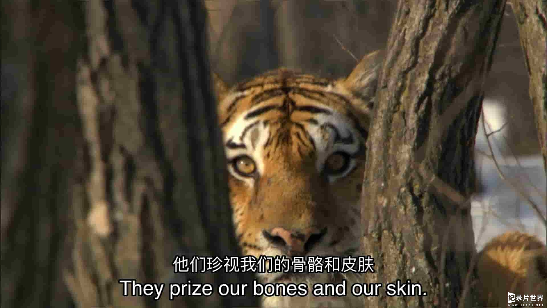 动物星球《安巴：俄罗斯之虎 Amba: The Russian Tiger》全1集