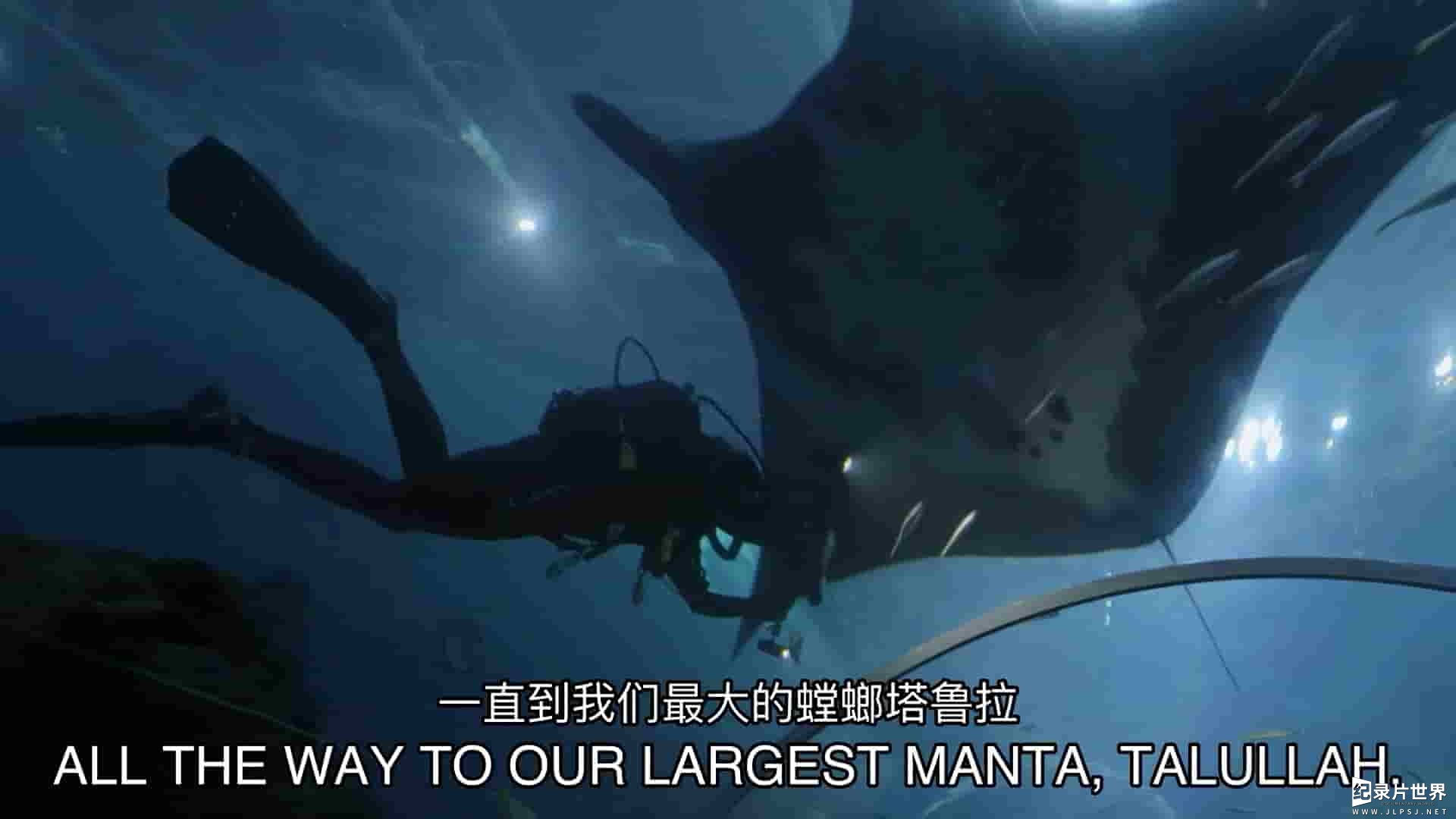 探索频道《水族馆/佐治亚水族馆 The Aquarium 2020》第1-2季全18集