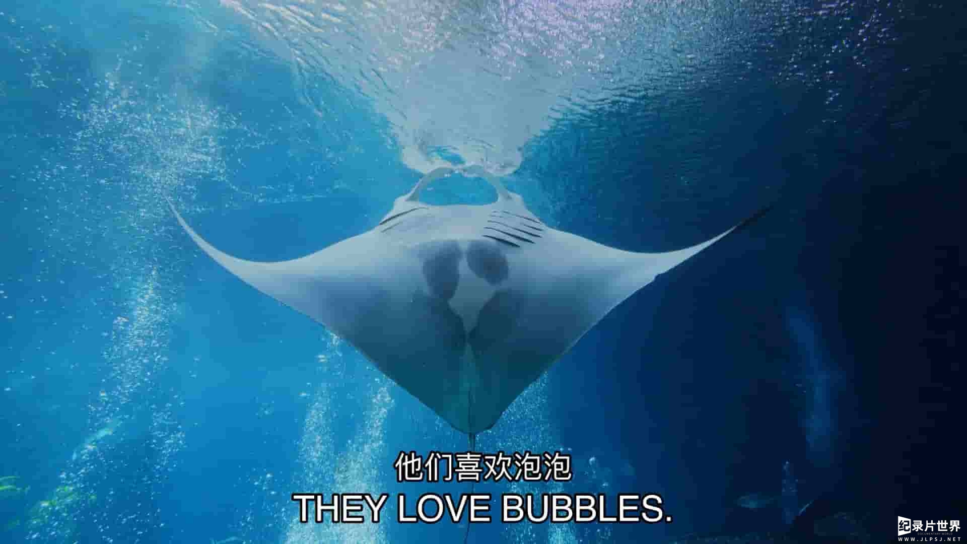探索频道《水族馆/佐治亚水族馆 The Aquarium 2020》第1-2季全18集
