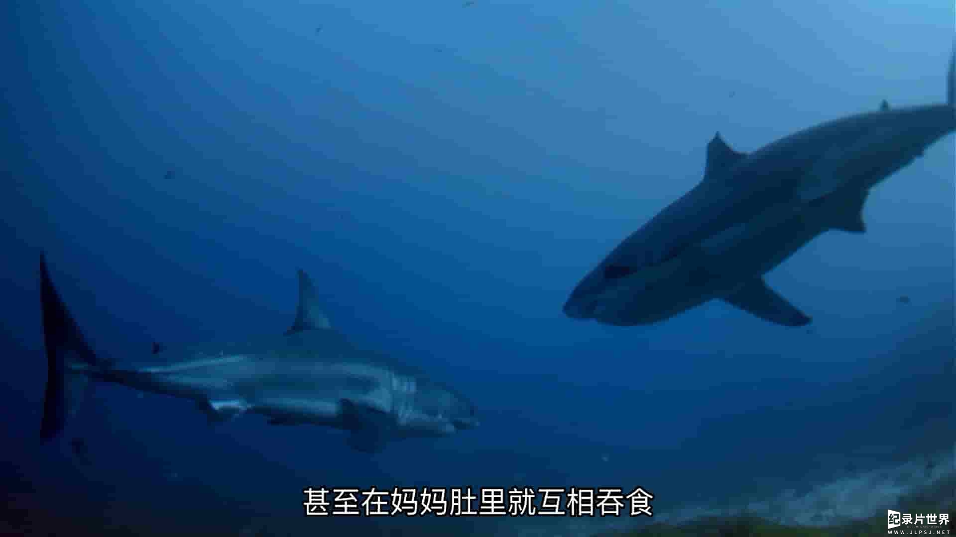 IMAX纪录片《鲨鱼探索 Search For The Great Sharks》全1集
