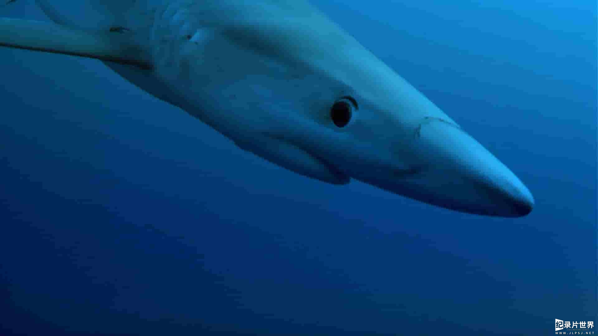 IMAX纪录片《鲨鱼探索 Search For The Great Sharks》全1集