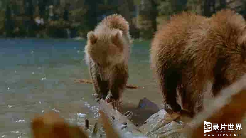 IMAX纪录片《熊 Bears 2001》全1集 