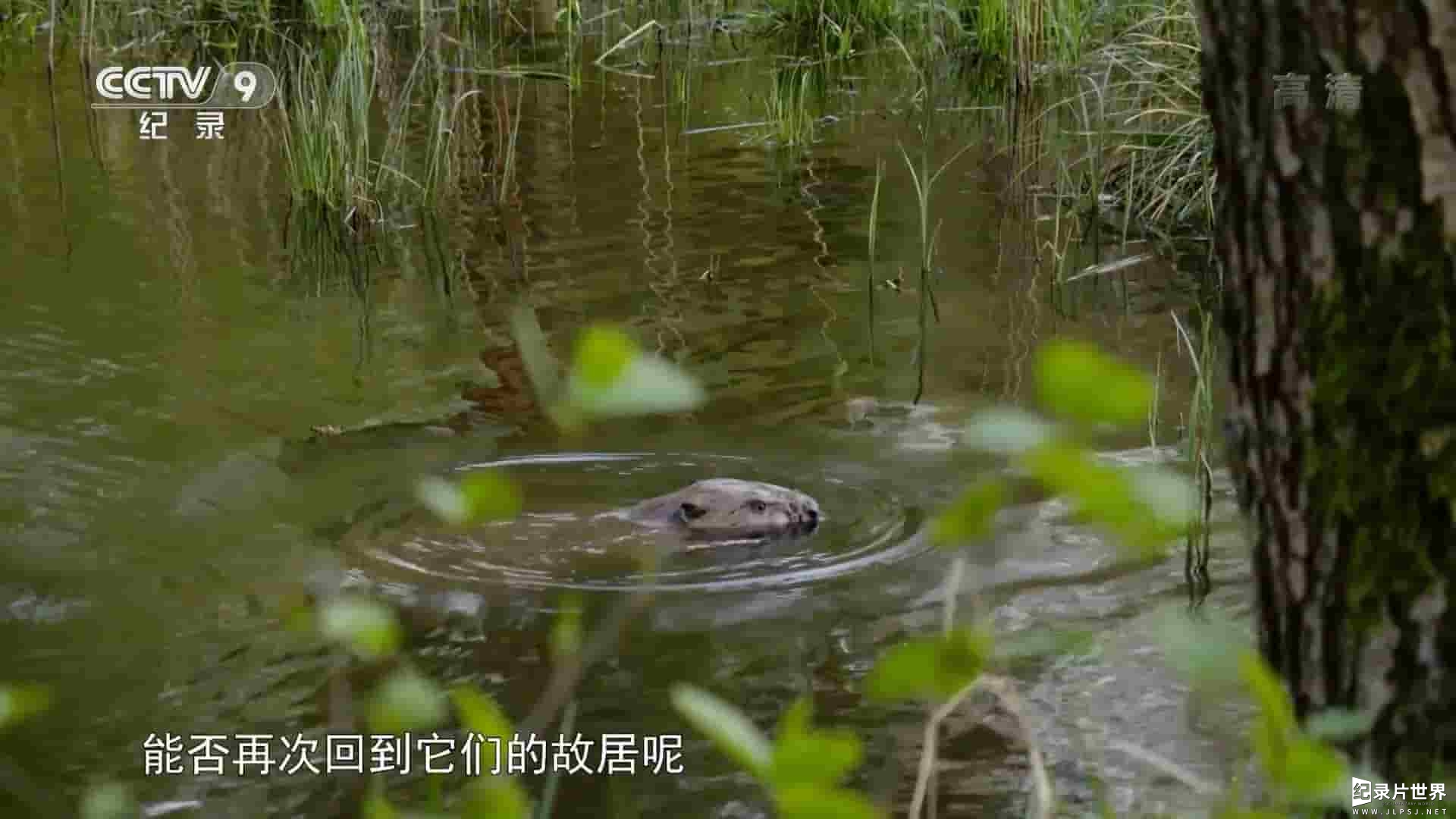 央视纪录片《河狸历险记/河狸回归 Waterland Warriors:The Beavers are Back 2015》全1集