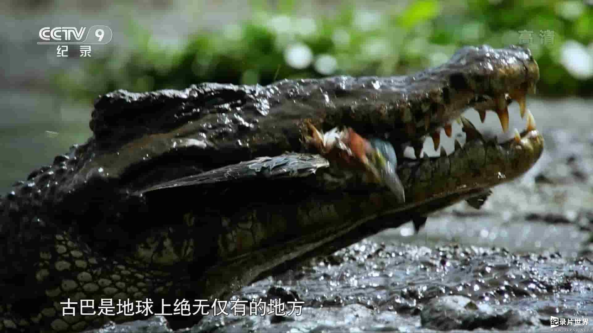 PBS纪录片《野性古巴 Cuba’s Wild Revolution 2020》全1集