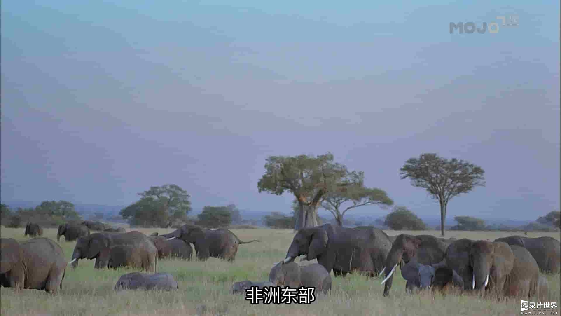 IMAX 纪录片《乞力马扎罗山 Kilimanjaro: To the Roof of Africa》全1集 