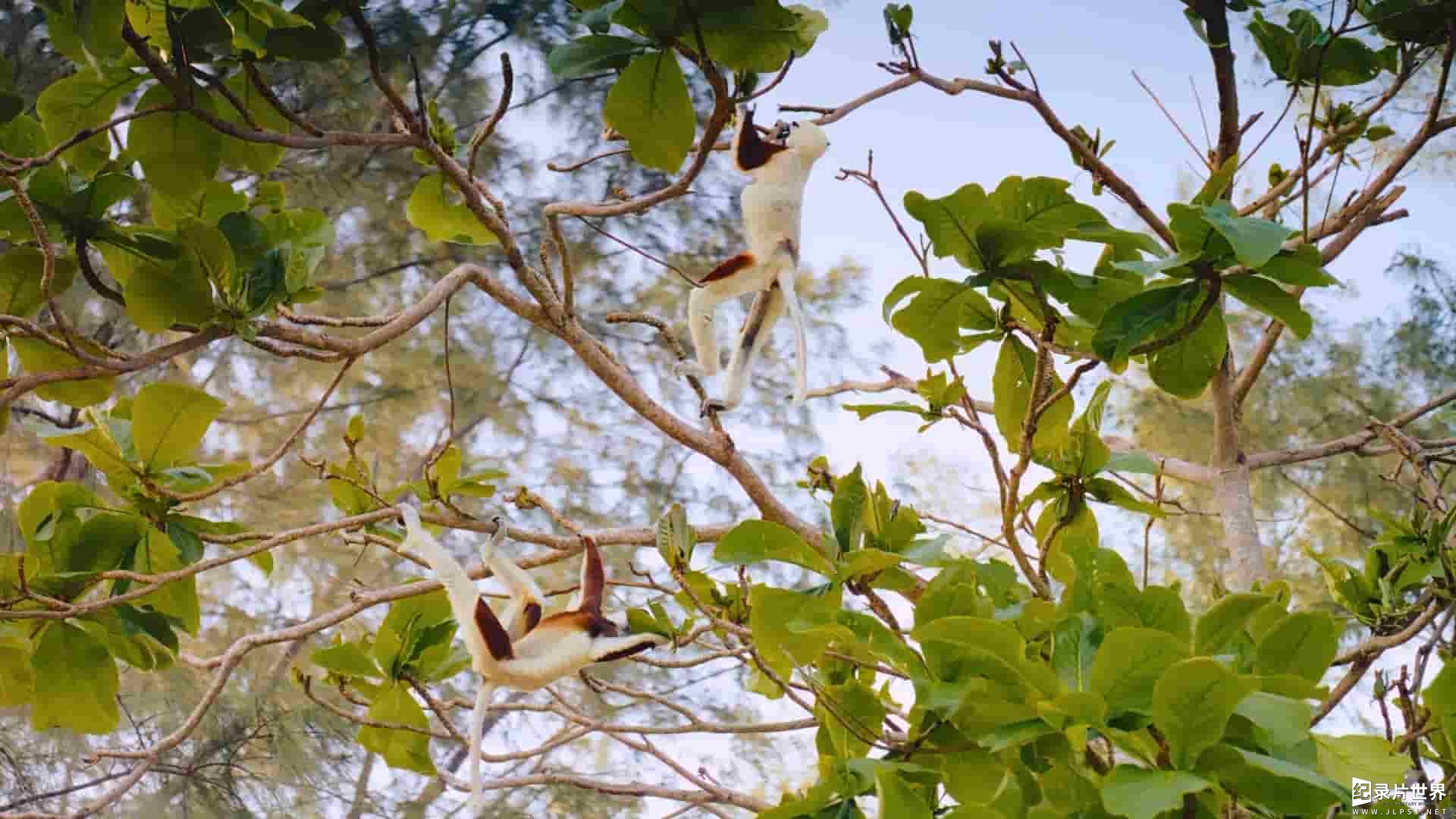 IMAX纪录片《马达加斯加：狐猴之岛 Island of Lemurs: Madagascar》全1集 