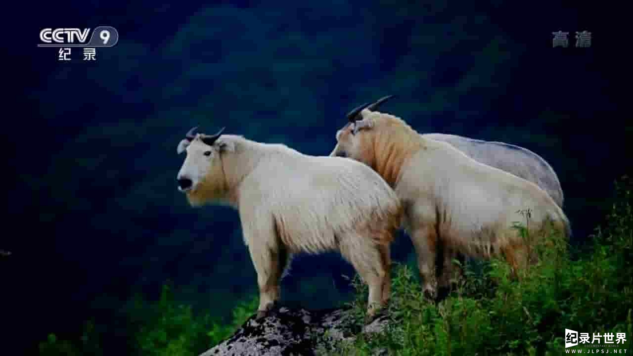中国全景式野生动物纪录片《野性的呼唤》第1-2季全9集 