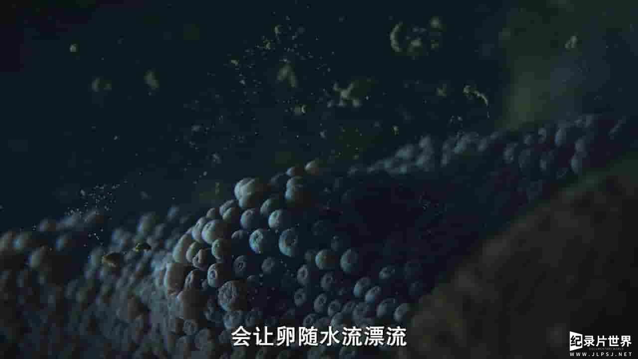 法国纪录片《海洋王国 Kingdom of the Oceans》全4集