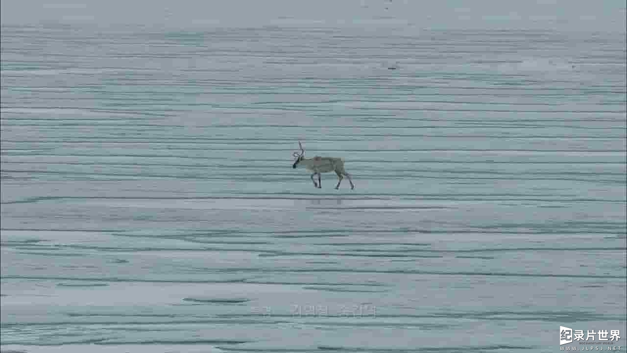 地球的眼泪系列三部曲之三《北极的眼泪 Tears in the Arctic》全1集 