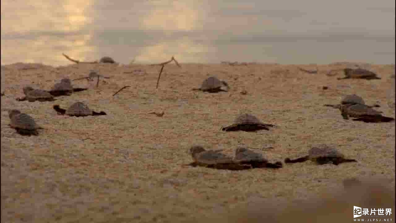 海龟奇妙之旅《在海里飞翔 Turtle: The Incredible Journey》全1集