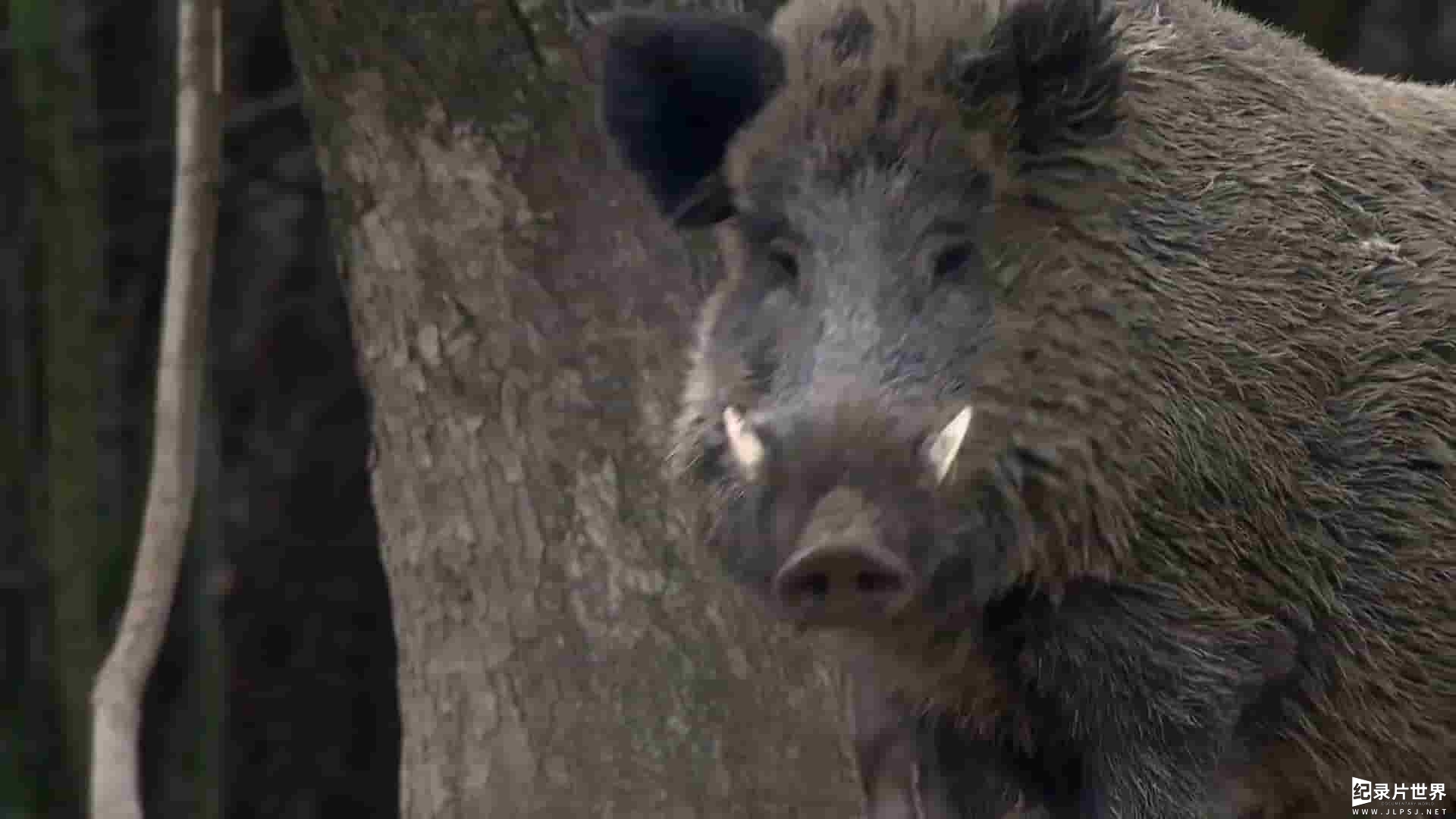 挪威纪录片《野猪：卷土重来 Wild Boar:The Comeback 2022》全1集 