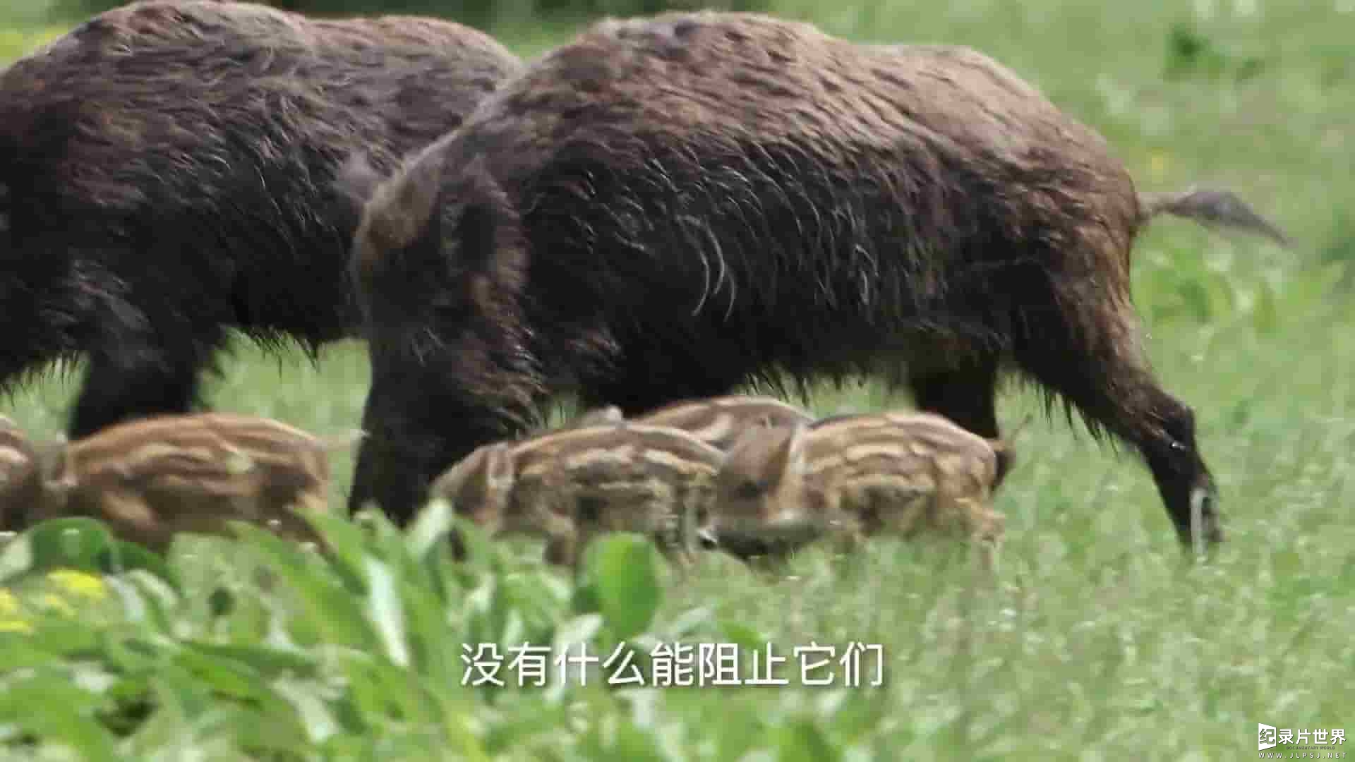 挪威纪录片《野猪：卷土重来 Wild Boar:The Comeback 2022》全1集 