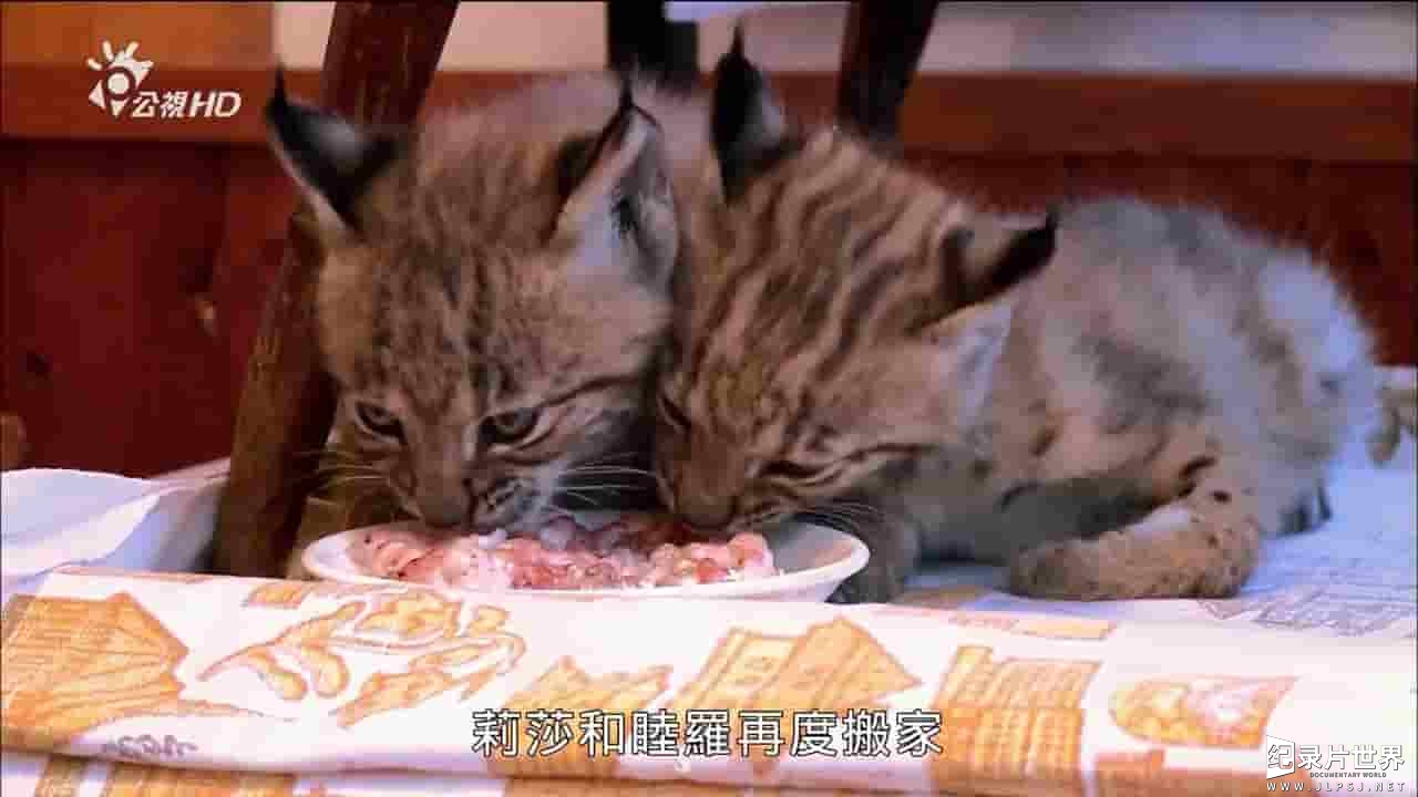 ORF纪录片《山猫要回家/猞猁归家 The Lynx Liaison 2016》全1集 