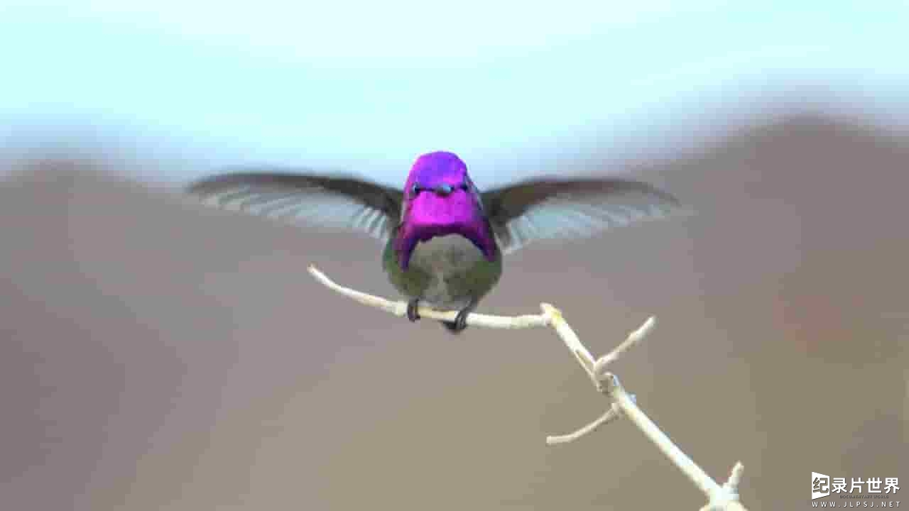 PBS纪录片《超级蜂鸟 Super Humming Birds》全1集 