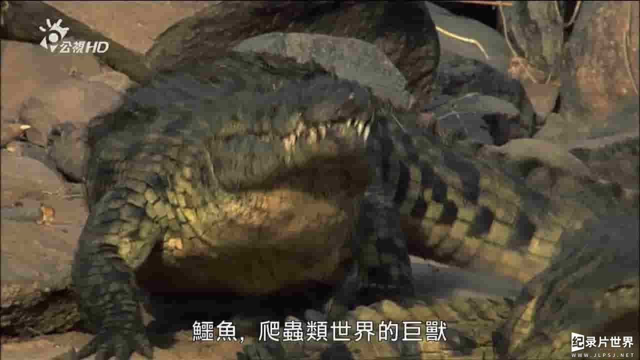 BBC纪录片《鳄鱼的秘密生活 The Secret Life of Crocodiles with Ben Fogle》全2集