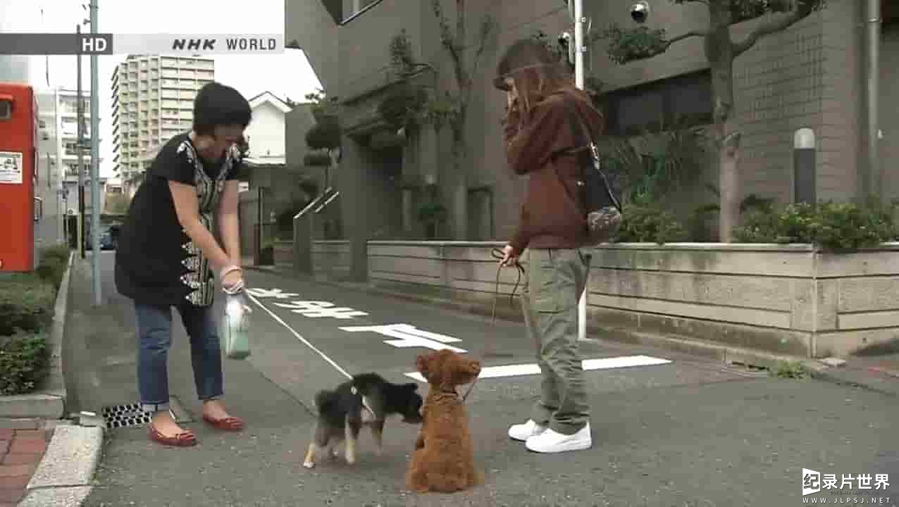 NHK纪录片《脑洞日本之狗狗篇 Begin Japanology Pets》全1集 