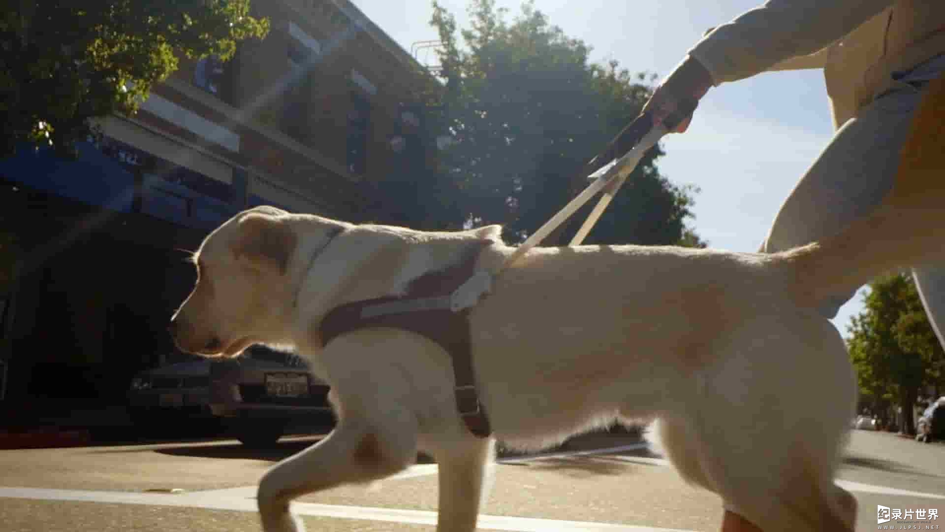 美国纪录片《崽之抉择 Pick of the Litter 2018》全1集