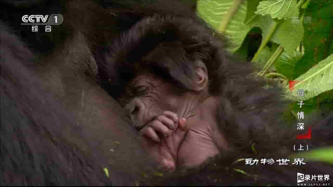 央视纪录片《动物世界 母子情深 2016 》全2集 