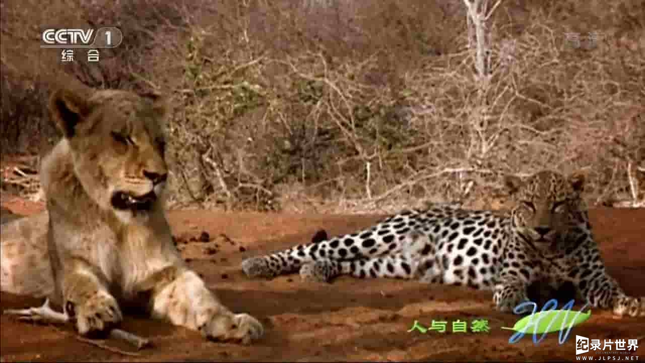 央视纪录片《人与自然 狮豹之情 2016》全2集 