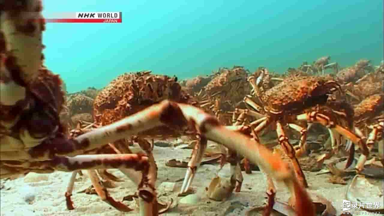 NHK纪录片《蜘蛛蟹军团 Mystery of Spider Crab Congregation》全1集