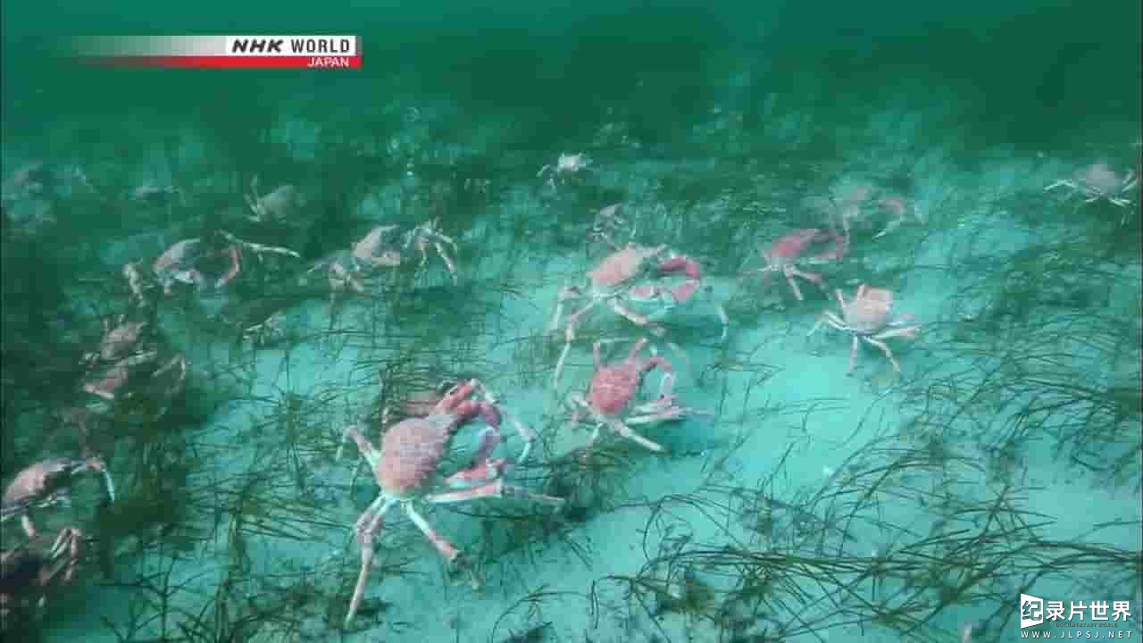 NHK纪录片《蜘蛛蟹军团 Mystery of Spider Crab Congregation》全1集