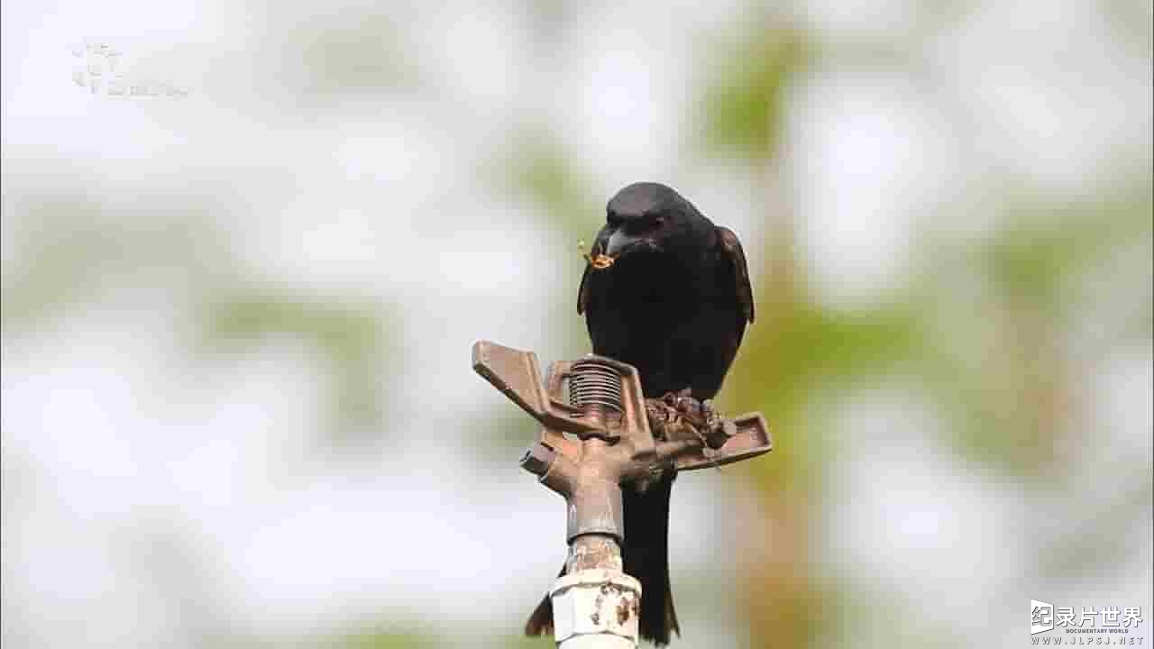 台湾公视《庭院里的伯劳鸟 Shrike In The Courtyard》全1集