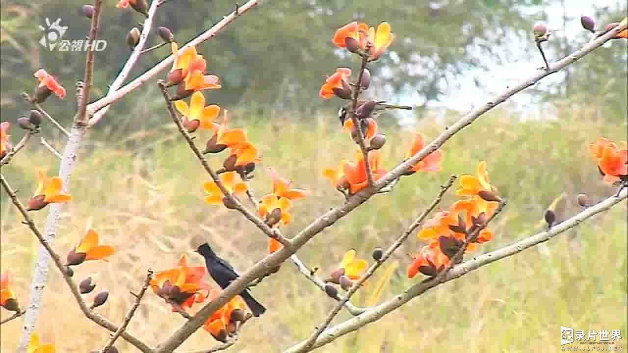 台湾公视《庭院里的伯劳鸟 Shrike In The Courtyard》全1集