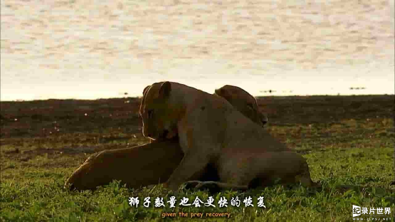 PBS纪录片《戈龙戈萨国家公园 Gorongosa Park》全4集