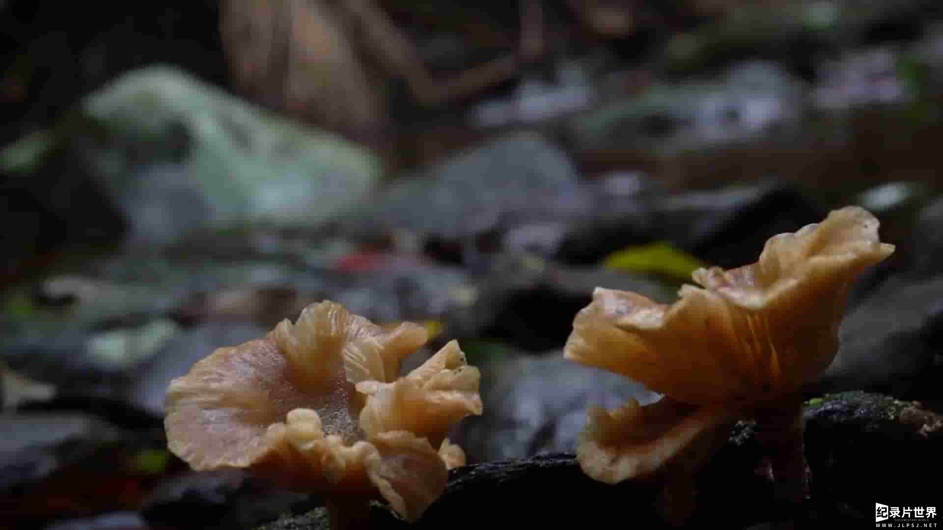 加拿大纪录片《真菌王国/真菌如何造就世界 Planet Fungi: North East India 2020》全2集 