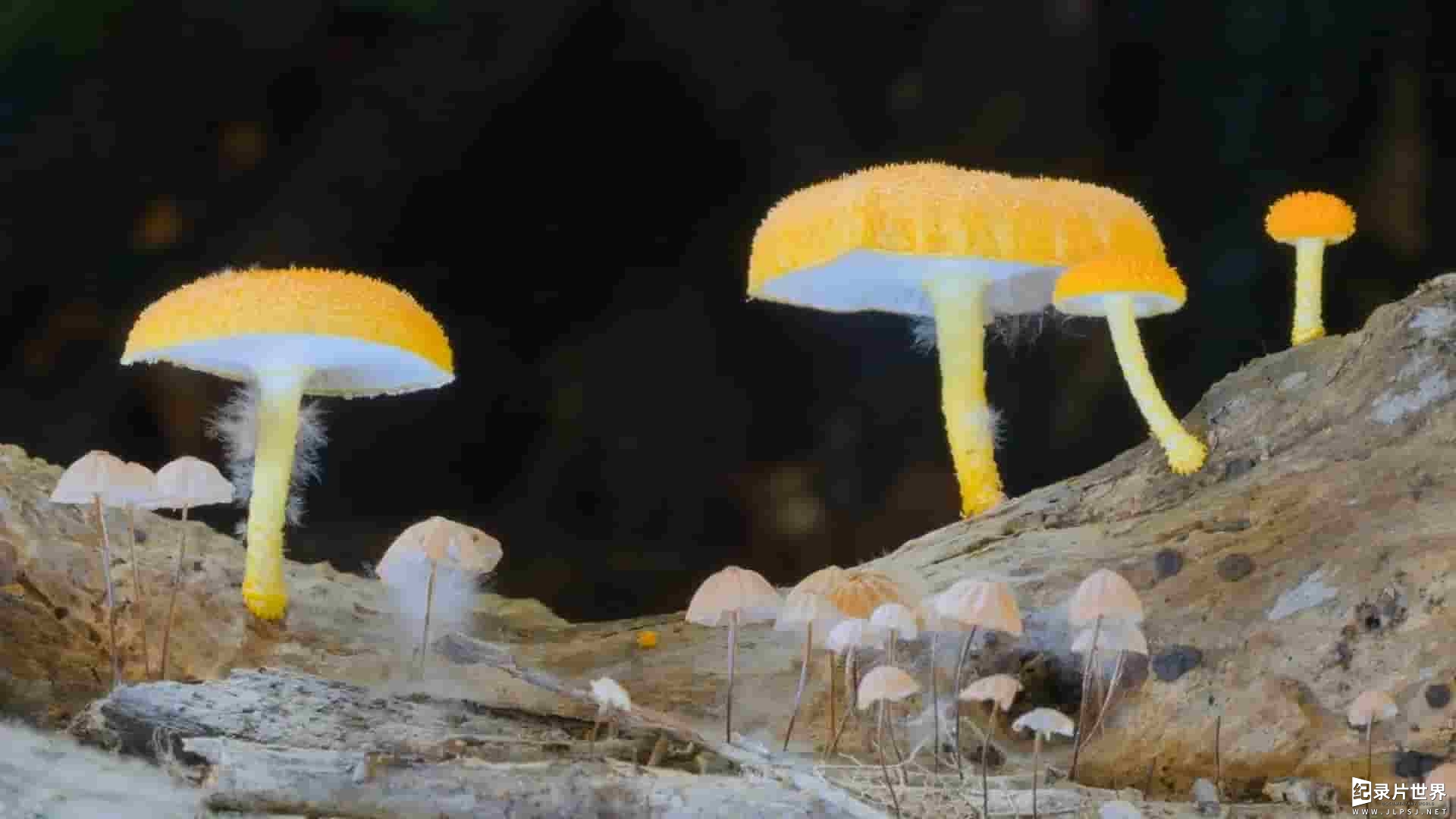 加拿大纪录片《真菌王国/真菌如何造就世界 Planet Fungi: North East India 2020》全2集 