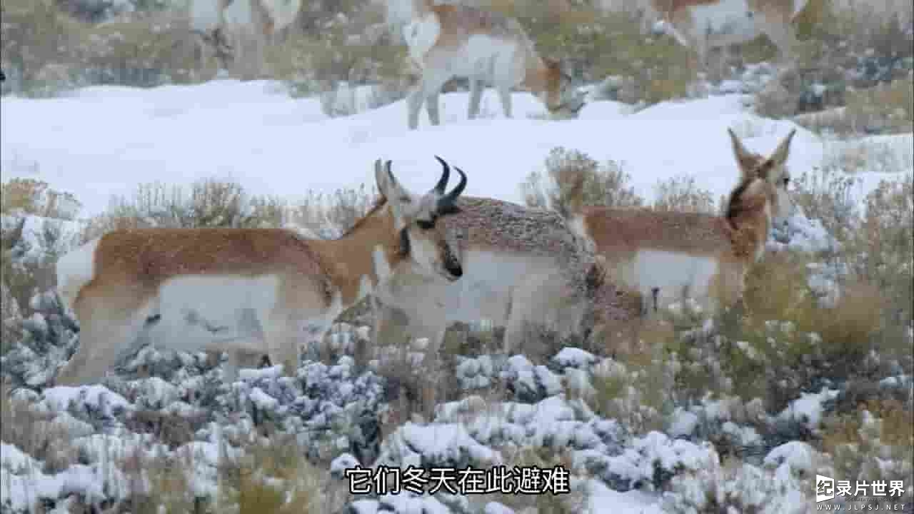 PBS纪录片《自然:艾灌海洋 Nature: The Sagebrush Sea》全1集