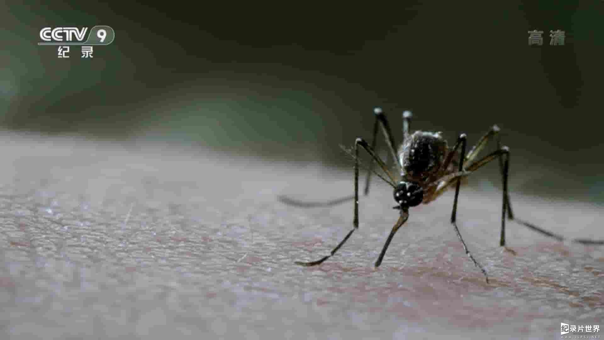 央视纪录片《蚊子：致命杀手 Mosquito 2015》全1集 
