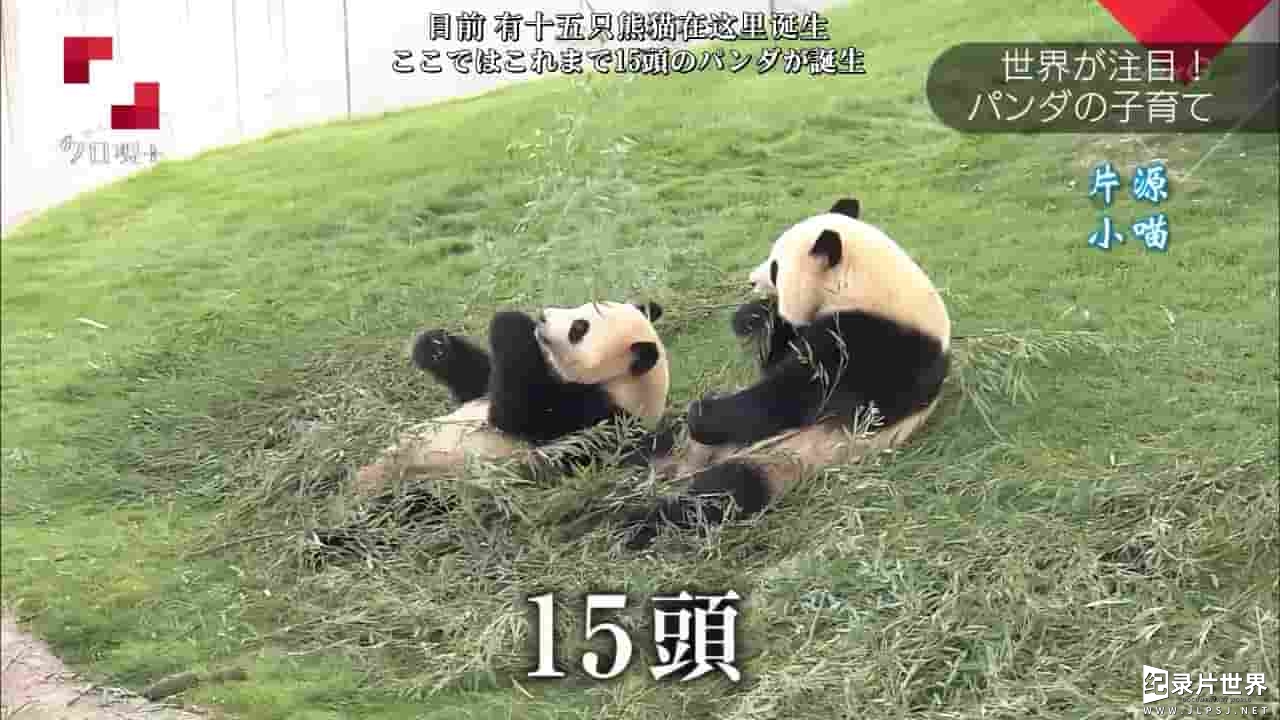 NHK纪录片《举世瞩目 培育熊猫宝宝 亲密接触·爱与泪的180天 2017》全1集 