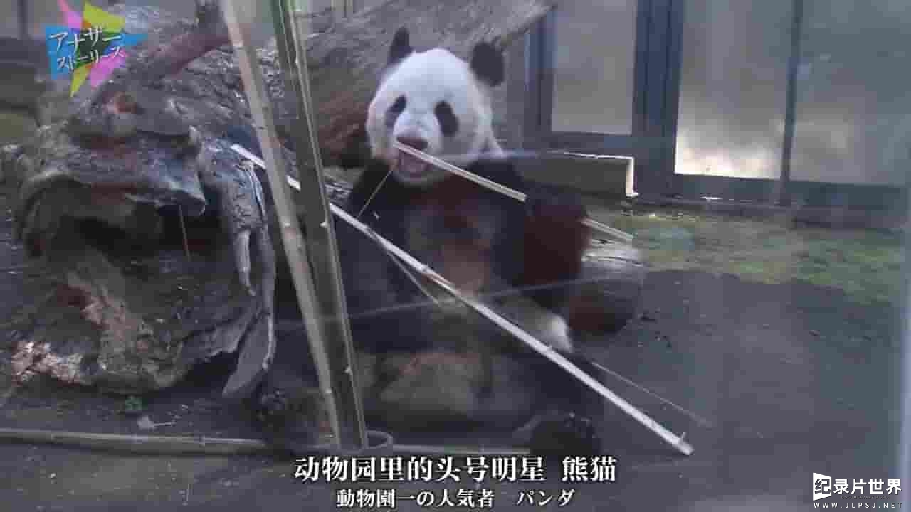 NHK纪录片《熊猫日本首次公开 不为人知的大作战 2016》全1集