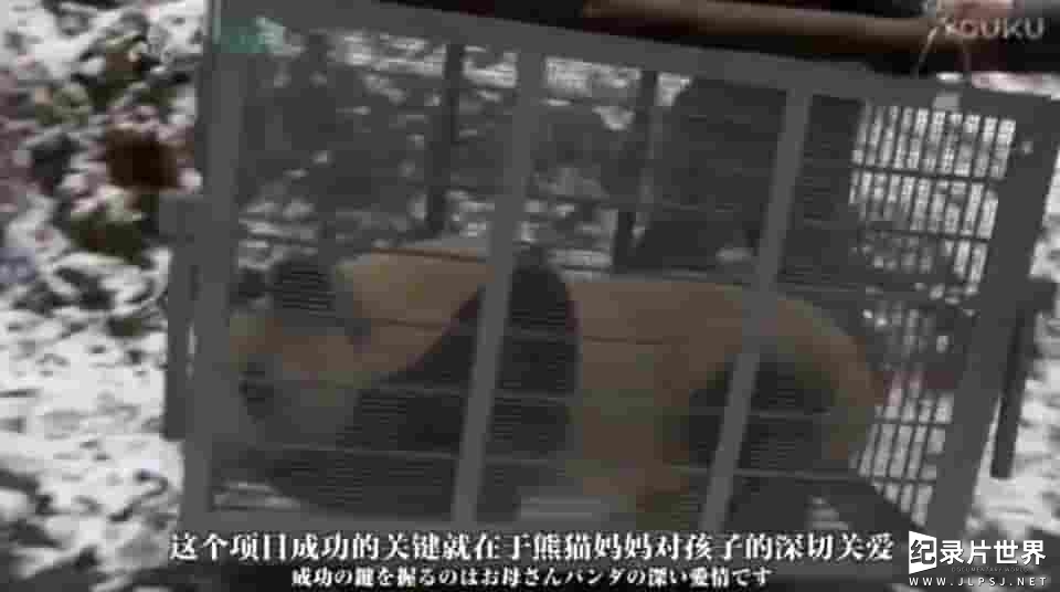 NHK纪录片《熊猫回归山林 野放全记录 2016》全1集