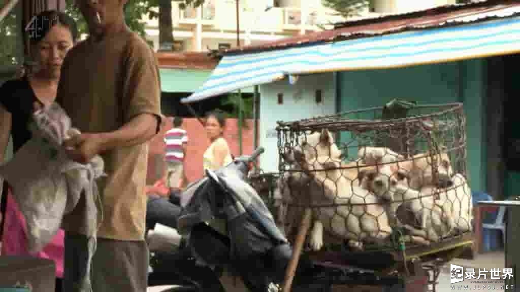 CH4纪录片《盗狗贼在越南 Vietnams Dog Snatchers》全1集