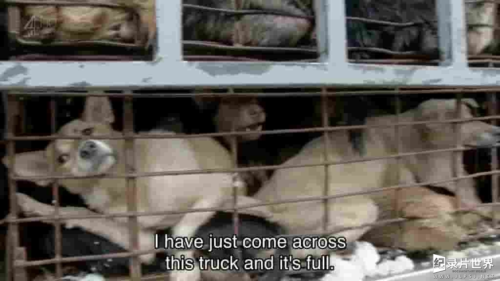 CH4纪录片《盗狗贼在越南 Vietnams Dog Snatchers》全1集