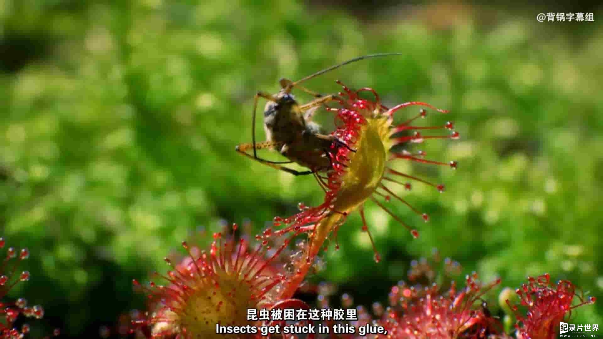 PBS纪录片《植物也坏坏：谋杀&杀戮 Plants Behaving Badly: Murder&Mayhem 2017》全1集