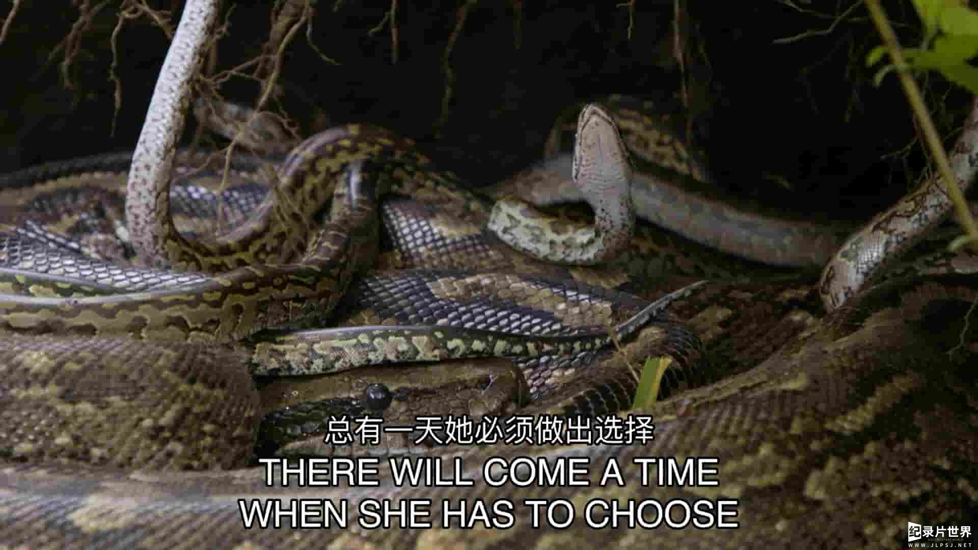 国家地理《蟒蛇女王 Queen of the Pythons 2019》全1集