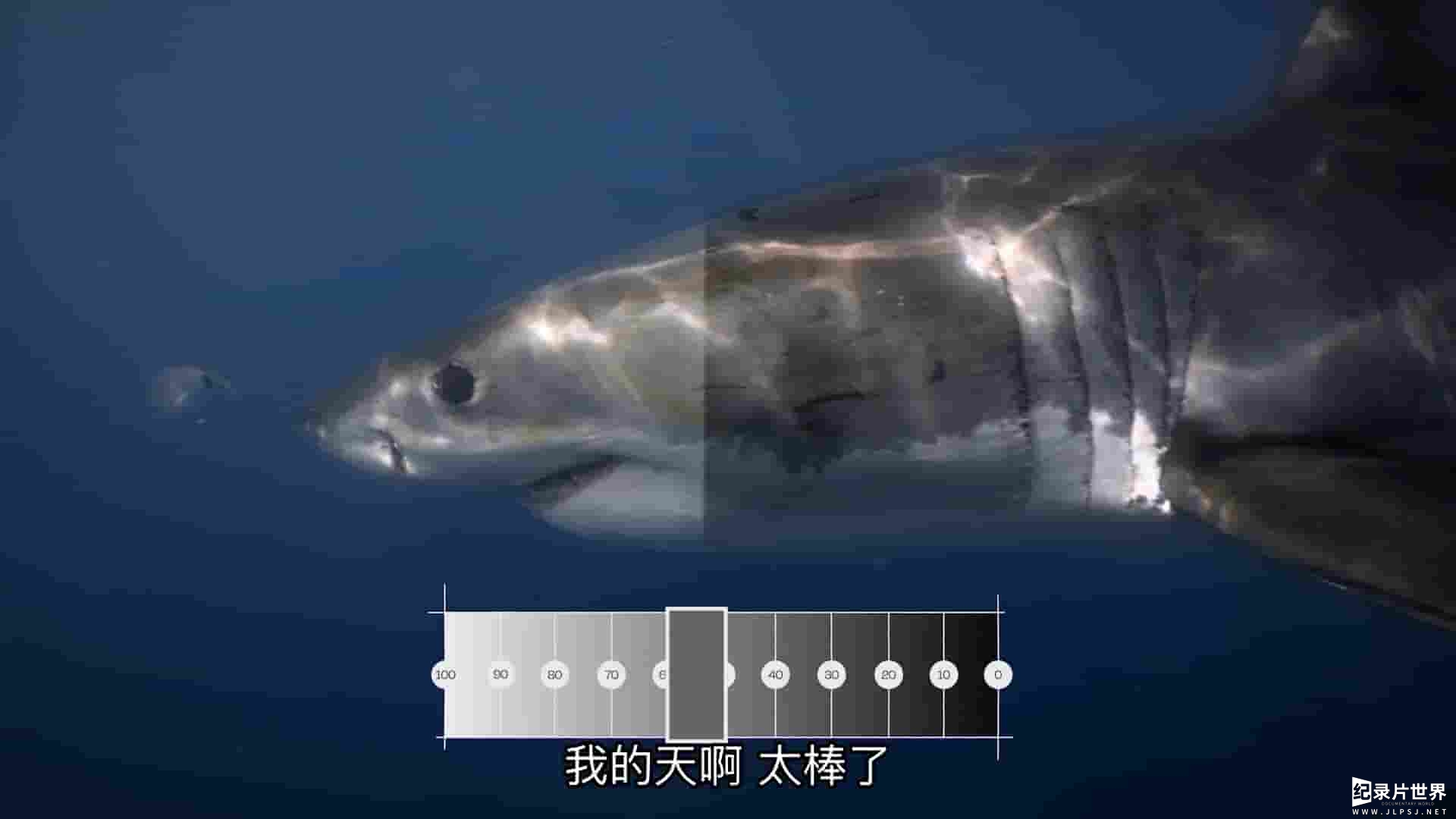 国家地理《迷彩鲨 Camo Sharks 2022》全1集