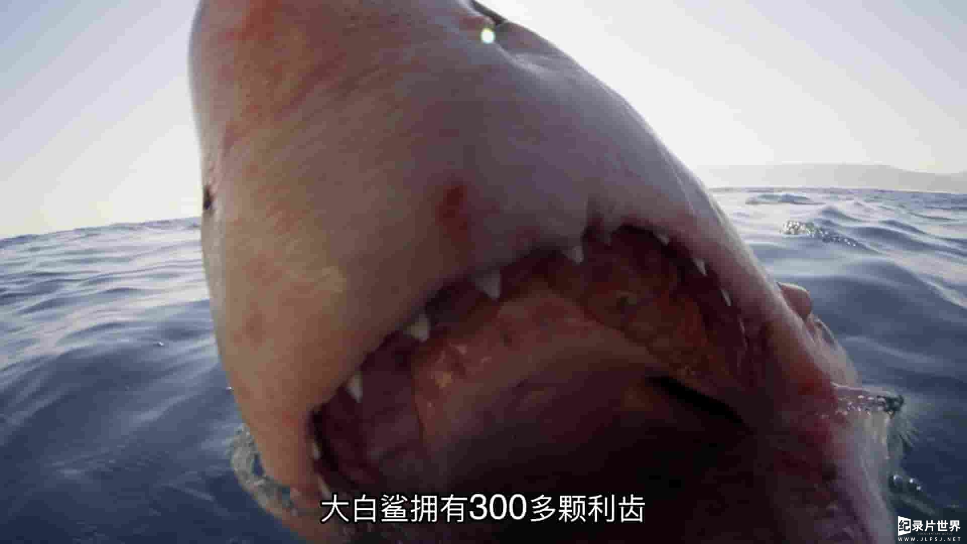 国家地理《迷彩鲨 Camo Sharks 2022》全1集
