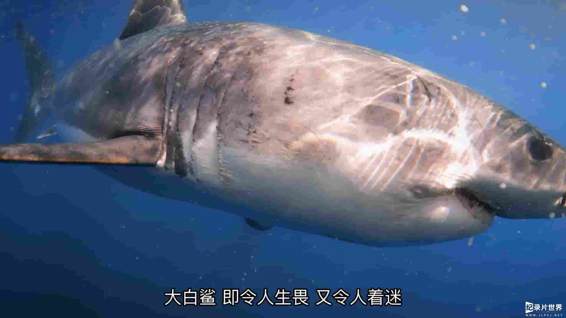 国家地理《迷彩鲨 Camo Sharks 2022》全1集