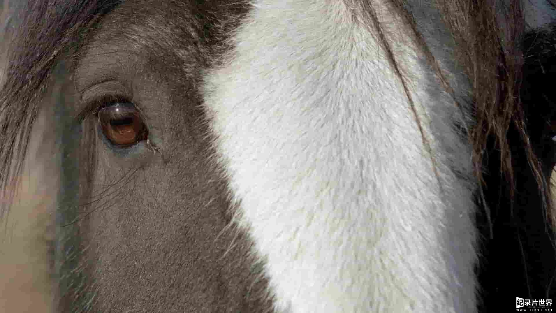 CBC纪录片《拯救世界上最英武的骏马 Clydesdale: Saving the Greatest Horse 2020》全1集